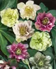 Helleborus x orientalis 'Ballard', Lenzrose, ca. 11x11 cm Produktbild-Vorschau 13