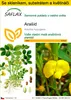 SAFLAX Kultivační sada - Arašíd - Arachis hypogaea - 8 Náhled obrázku produktu 1