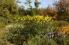 Helianthus atrorubens, Sonnenblume, gelb, ca. 11x11 cm Topf Produktbild-Vorschau 3