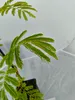 Lot de 4 plants d'Albizia julibrissin 'Rosea' (Arbre de Voir les images du produit 4