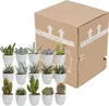 Mix di piante grasse e cactus: 15 piante Ø 5,5 cm in vaso Anteprima dell’immagine prodotto 3