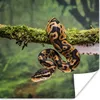 MuchoWow® Poster Schlange - Zweig - Regenwald 50x50 cm - Produktbild-Vorschau 1