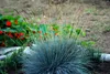 SAFLAX  - Fétuque glauque - 50 graines - Festuca Voir les images du produit 4