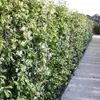 A hedge of flowering plants with green leaves and white flowers, growing on a metal trellis next to a concrete path. Anteprima dell’immagine prodotto