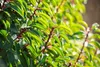 Prunus lusitanica, Portugiesischer Lorbeer, immergrün, Produktbild-Vorschau 8