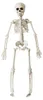 Halloween Skelett 40 cm - Beweglich Produktbild-Vorschau 1