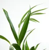 Bloomique - Howea Forsteriana - Palma Kentia - Rośliny Podgląd zdjęcia produktu 5