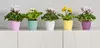 Five potted plants in colorful pots arranged on a white shelf. Náhľad obrázku produktu