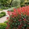 Green boutiQ - Haagplanten - Photnia fraseri Carre Rouge - Voir les images du produit 4