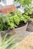 Stevia rebaudiana, Süßkraut, ca. 11x11 cm Topf Produktbild-Vorschau 4