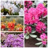 Rhododendron catawbiense 'Grandiflorum', lila Blüten, 40–50 Produktbild-Vorschau 2