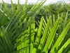Palme XL 120-150 cm Trachycarpus fortunei, Hanfpalme, Produktbild-Vorschau 4
