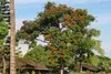 SAFLAX  - Tulipier du Gabon - 30 graines - Spathodea Voir les images du produit 4