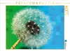 Calvendo Pusteblume mit Tautropfen 1000 Teile Puzzle quer Produktbild-Vorschau 3