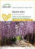 SAFLAX  - Glycine arbre - 15 graines - Bolusanthus Voir les images du produit 1