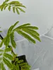 Albizia julibissin – Perzische zijdenboom, hoogte 60-80 cm, Productafbeelding-voorbeeld 5