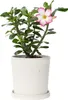 Rose du désert - Adenium obesum 'Pink Star' - Hauteur Voir les images du produit 6