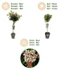 Viburnum tinus - Roślina stojąca - Roślina tarasowa - Podgląd zdjęcia produktu 11