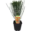 2 X Ginestra Lena / Cytisus Lena | Piccolo arbusto e Anteprima dell’immagine prodotto 3