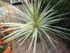 Keulenlilie Dazzler 80-100 cm - Cordyline Torbay Dazzler - Produktbild-Vorschau 2