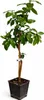 Pamplemoussier Star Ruby 120-140 cm – Pamplemoussier/Pomelo Voir les images du produit 4