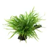 Aquarium Pflanze Microsorum pteropus 'Trident' auf Wurzel Produktbild-Vorschau 2