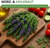Ysop Mehrjährig Samen - Hyssopus officinalis - Ysopsamen - Produktbild-Vorschau 5