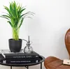 Bloomique - Dypsis Lutescens - Goldpalme - Areca - Palme - Produktbild-Vorschau 4