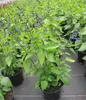 Sommer Salbei Rockin Sky Blue - Salvia hybride Produktbild-Vorschau 1
