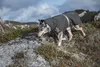 Hurtta Extrem Warmer, Hund, Jacke, Grau, Winter, 500 mm, 54 Produktbild-Vorschau 17