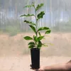 Magnolia Betty 2L Podgląd zdjęcia produktu 8