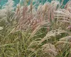 6 x  Miscanthus sin. 'Krater' - Chinaschilf - Topf 9 x 9 cm Produktbild-Vorschau 2