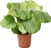 Calathea Orbifolia 30-40 cm - Korbmarante Zimmerpflanze für Produktbild-Vorschau 1