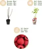 GreenboutiQ - Obstpflanzen - Himbeere - Rubus idaeus Ottawa Produktbild-Vorschau 4