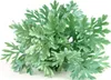Artemisia absinthium, Wermut, silbrig-grün, ca. 9x9 cm Topf Produktbild-Vorschau 3