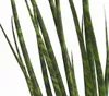 Dehner Bogenhanf Mikado, mehrtriebig, ca. 70-80 cm, Ø Topf Produktbild-Vorschau 2