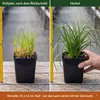 Stauden Gänge 3 x Kniphofia 'Papaya Popsicle' - Orangerote Produktbild-Vorschau 4
