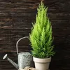 Cyprès de Provence - Set de 2 - Cupressus 'Totem' - Voir les images du produit 4