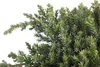 Juniperus procumbens 'Nana', Kriech-Wacholder, 20–25 cm Produktbild-Vorschau 5