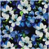 Punta di Roma Flower ab 0,5 m x 158 cm Viskose-Stoff Romanit Strech Jersey Oeko-Tex Meterware schwarz blau Produktbild-Vorschau