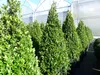 2 Stück Ilex crenata Caroline Upright Pyramide 130 - 150 cm Produktbild-Vorschau 5
