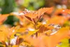 Physocarpus opulifolius 'Amber Jubilee', Blasenspiere, Produktbild-Vorschau 6