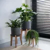 Three potted plants are placed on wooden stands next to a window with blinds. Produktbild-Vorschau