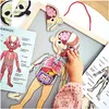 Magnetyczne puzzle - Nauka anatomii - Ciało człowieka Podgląd zdjęcia produktu 3