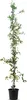 A potted climbing plant with green leaves and small white flowers, standing upright against a white background. Náhled obrázku produktu