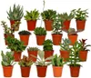 Smes sukulentu - 20 rostlin - Ø5,5cm - výška 7cm - Náhled obrázku produktu 1