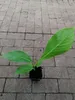 Musa Dajiao 30-60 cm - Banane Daijio - Banane à cuire - Voir les images du produit 1