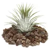 Tillandsia ionantha ionantha - roslina luzna Náhľad obrázku produktu 3