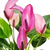 Kleine Flamingoblume Anthurium andreanum Baby-Anthurie Produktbild-Vorschau 2