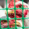 Close-up of chickens behind a green plastic fence. Produktbild-Vorschau
